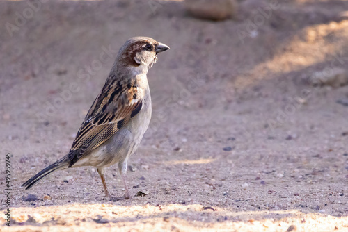 Sparrow or gorrion (passer domesticus) on the floor