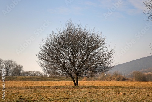 Samotne drzewo