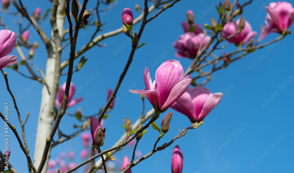 pink flowers of magnolia tree in full spring bloom. closeup pink flowers of magnolia tree in full spring bloom. closeup