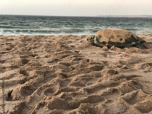 Image of a turtle on the beach in Oman covered with sand photo