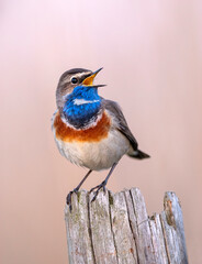Ingelijste posters Meloenkleur Blauwborst vogel in close-up  © Piotr Krzeslak