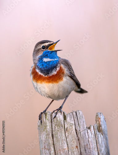 Bluethroat bird close up ( Luscinia svecica ) photo