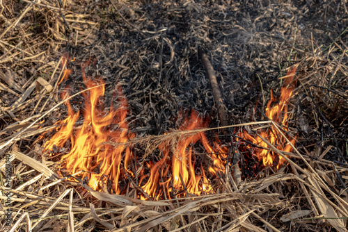 burning grass in forest and bush in sprintime, black ashes on ground, damage to nature, 