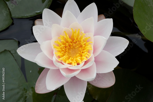 Water lily lotus flower leaf Spring Green backgrounds