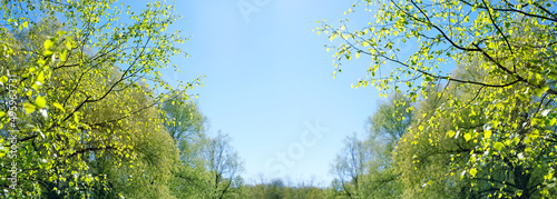 fresh green leaves of birch tree against blue sky, natural abstract background. Beautiful spring landscape with birch trees, sunny day. banner. copy space
