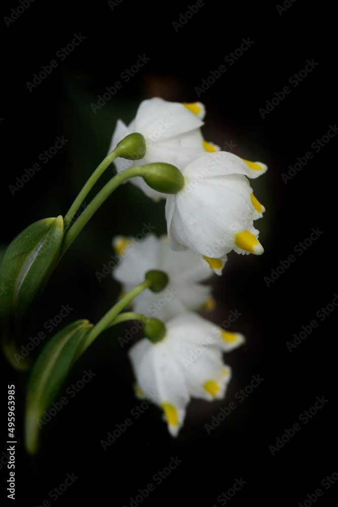 Fototapeta premium Colorful flowers on spring background