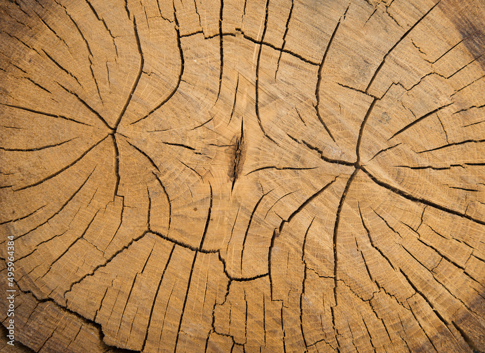 Fototapeta premium Moth-eaten old wooden background with blank space