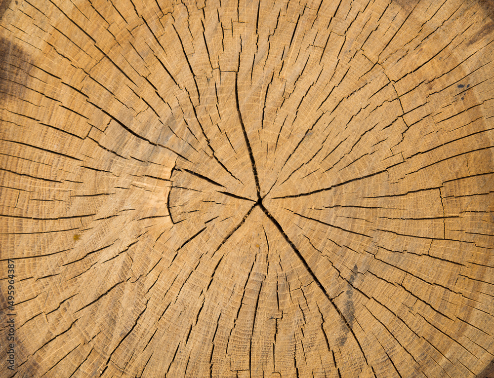 Fototapeta premium Moth-eaten old wooden background with blank space