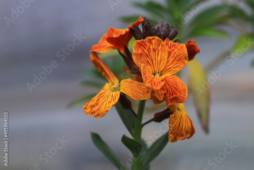 Wallflower, Cheiranthus cheiri or Erysimum cheiri. Lovely spring flowers with orange shade of petals photo