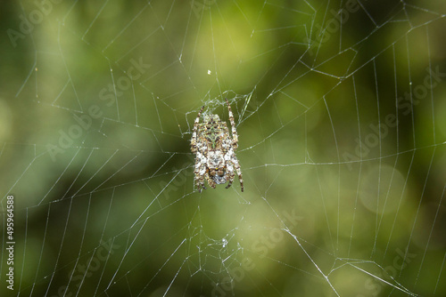 araña