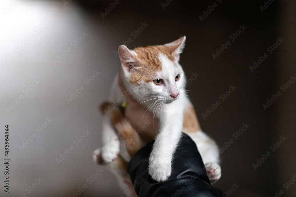 Obraz premium The girl holds a homeless white kitten in her hands.