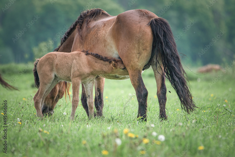 A mare feeds her foal with milk in the field. A mare feeds her foal with milk in the field.