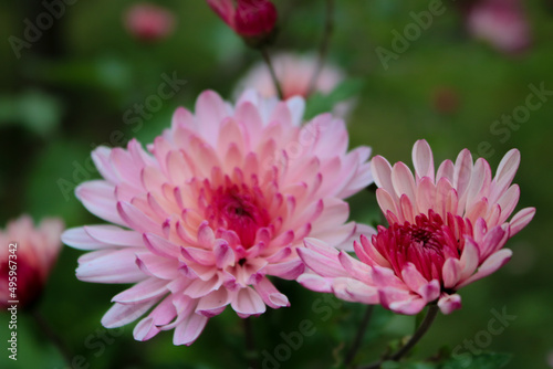 pink dahlia flower