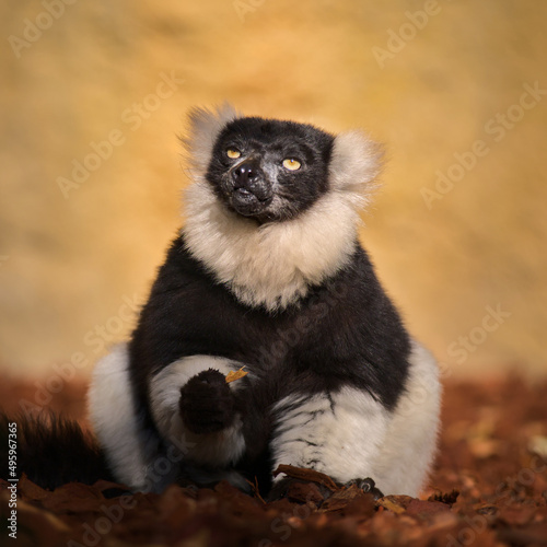 Cute lemur with a long beautiful tail.  © Oksana