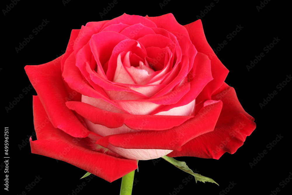 Big red rose on black background. Closeup. Side view.