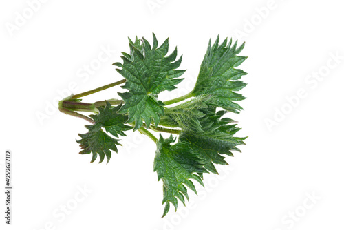 Spring sprouts of nettle isolate on a white background  clipping path  no shadows. Fresh green nettles isolated on white background. The concept of the first spring greens  healthy eating.