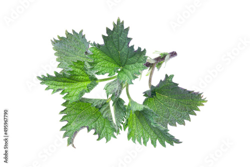 Spring sprouts of nettle isolate on a white background, clipping path, no shadows. Fresh green nettles isolated on white background. The concept of the first spring greens, healthy eating.