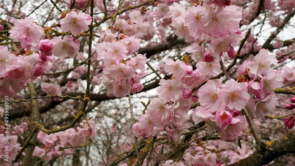 Blooming cherry tree in spring, beautiful cherry flower branches.