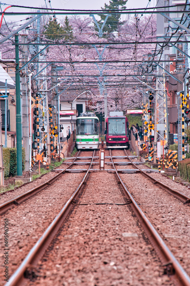 桜と路面電車