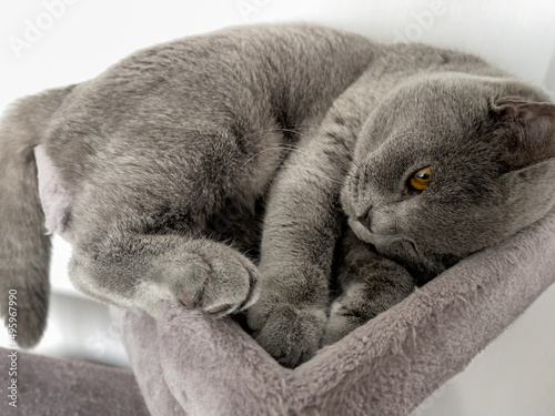 A beautiful domestic Shorthair cat with yellow eyes