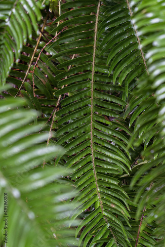 Closeup view at bright green fern leaves