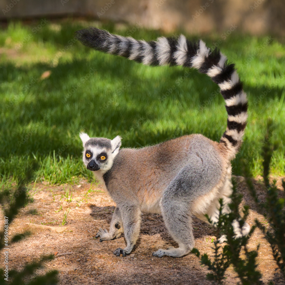 Obraz premium Cute lemur with a long beautiful tail. 