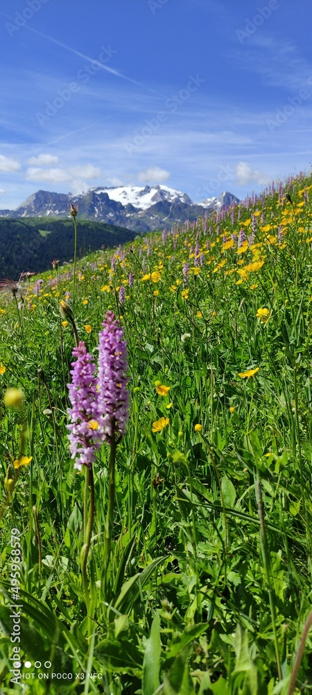 Orchidea sui prati della Val Badia. Sullo sfondo la Marmolada 