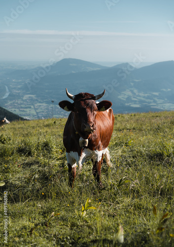 Beautiful cow in the Alps - pure mountain life