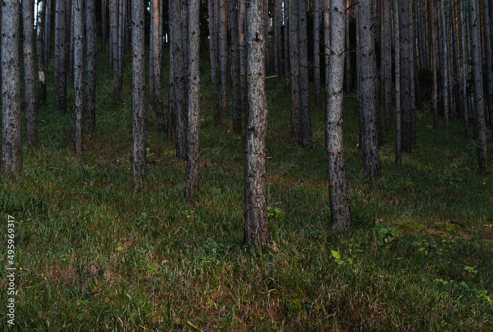 Fototapeta premium Trees in a forest 