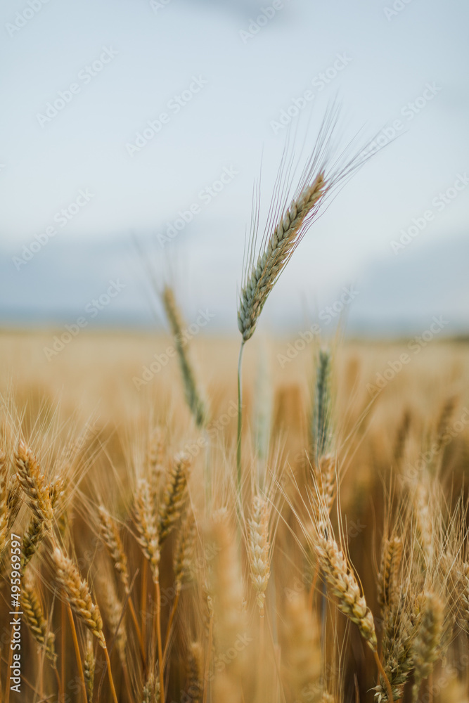 Fototapeta premium Wheat Field. Ears of wheat Close up view, selective focus