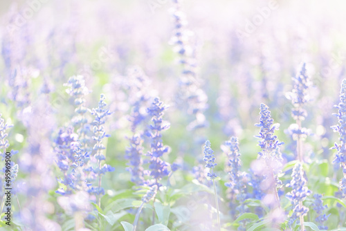 close up of lavender flowers in pastel blue color