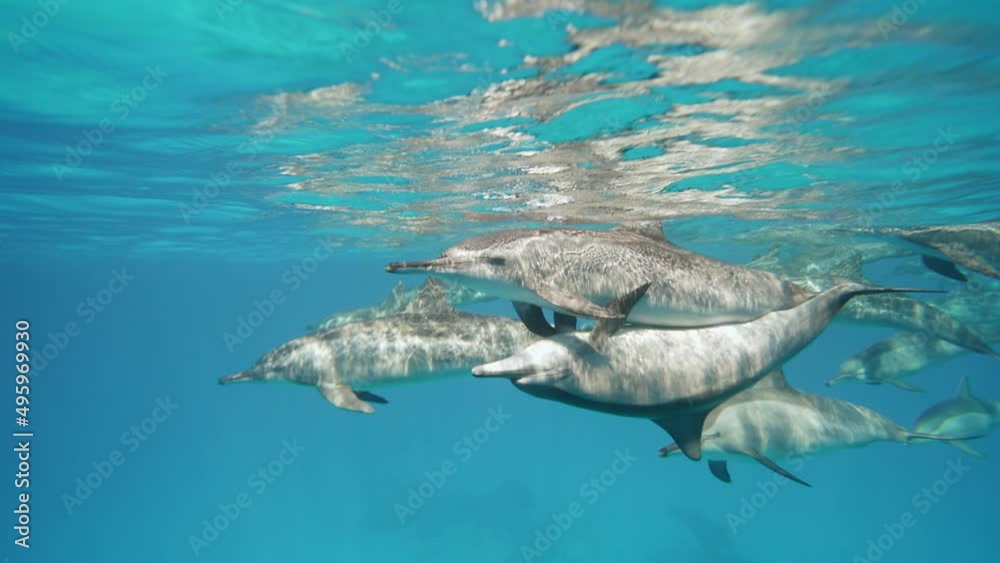 Dolphins make love playing in blue water Red sea. Underwater shot of wild dolphin sex taking breath. Aquatic marine animals in natural habitat. Closeup of friendly bottlenose. Wildlife nature breed vídeo de Stock | Adobe Stock