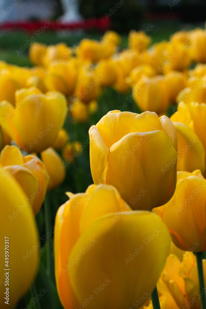 Obraz premium Beautiful yellow tulip macro photography