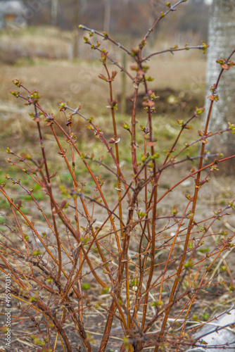 Compact bush honeysuckle Kamchatka spring in the garden.