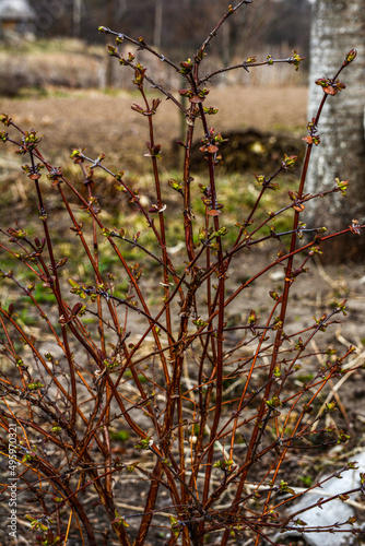 Compact bush honeysuckle Kamchatka spring in the garden.