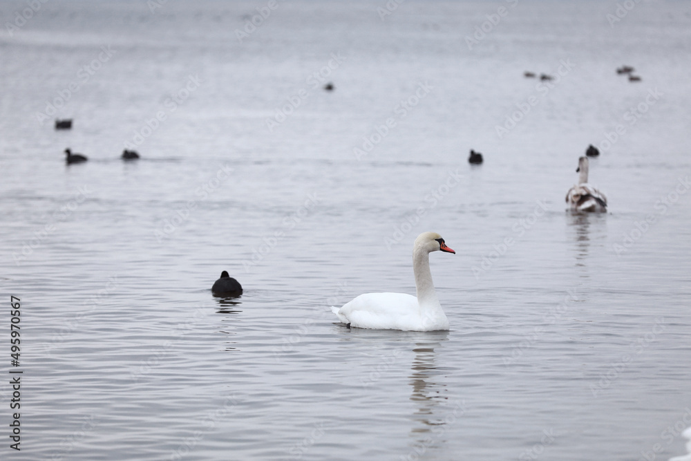 Flock swans swims in the pond. Wintering of wild birds in the city. Survival of birds, nature care, ecology environment concept, fauna ecosystem