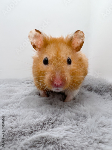 Cute Syrian Hamster looking curious