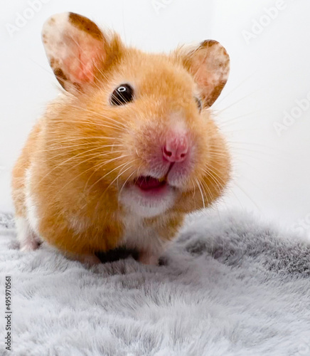 Cute Syrian hamster on grey fur closeup 
