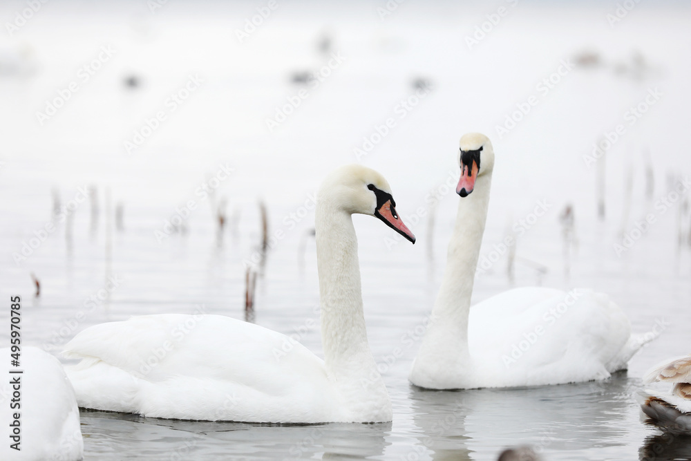 Obraz premium Flock swans swims in the pond. Wintering of wild birds in the city. Survival of birds, nature care, ecology environment concept, fauna ecosystem