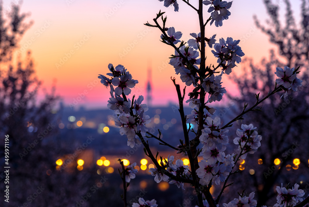 View over Prague skyline from Petrin hill at spring. Petrin hill at sunrise.