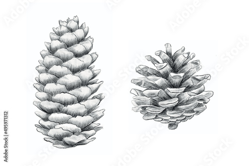 Botanical handdrawn illustration of pine cone. Pine cone on the white background.