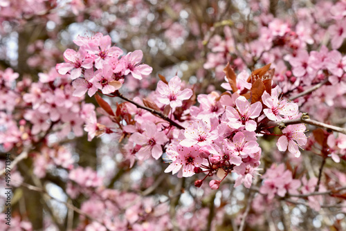 Spring flowering Cherry trees background, close-up blossoms, beauty in nature. © Kristin