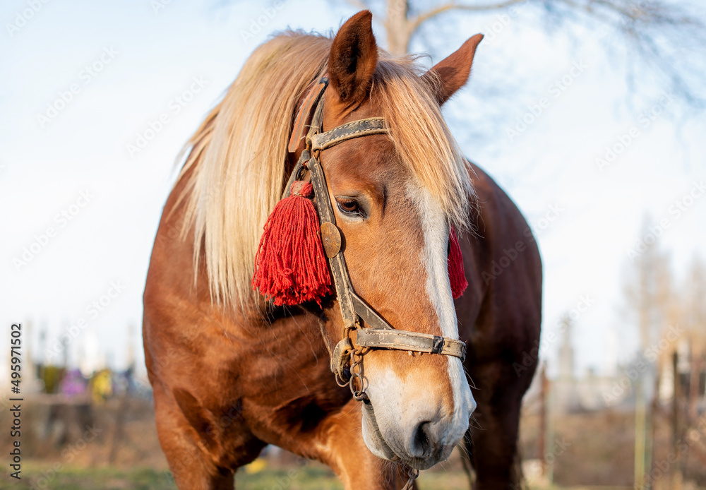 Obraz premium Beautiful brown horse on a background of sky and trees