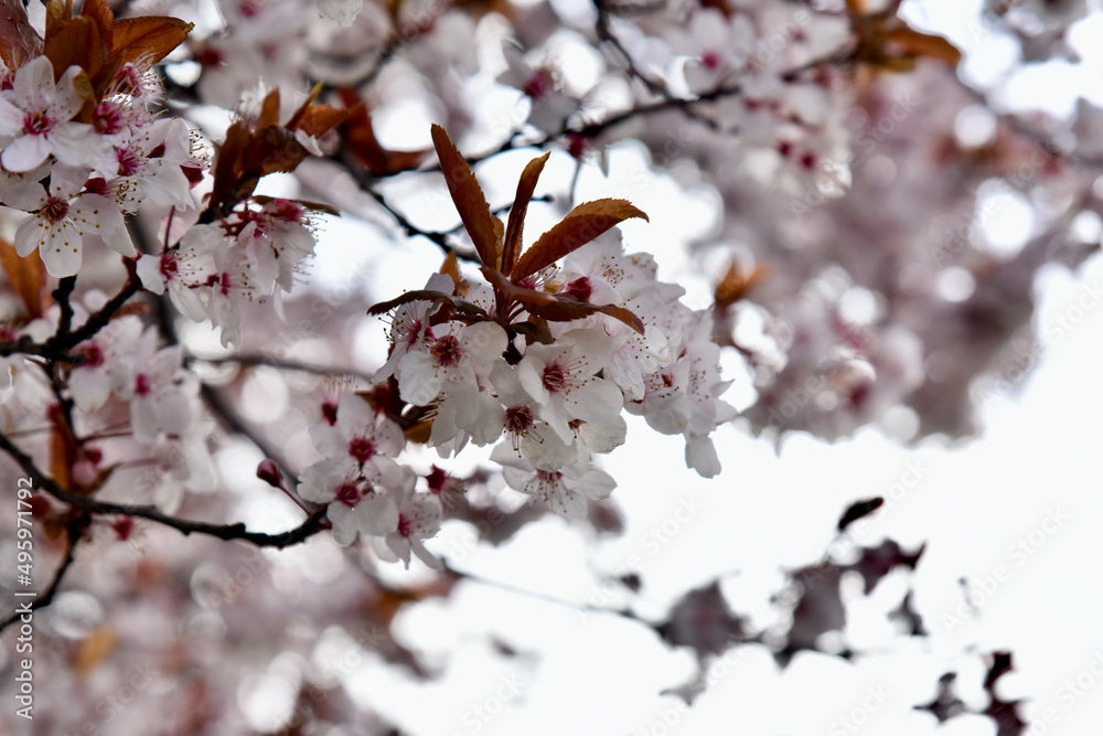 Spring flowering Cherry trees background, close-up blossoms, beauty in nature.