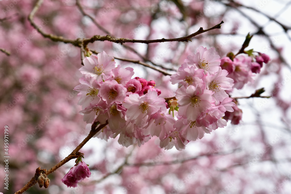 Spring flowering Cherry trees background, close-up blossoms, beauty in nature.