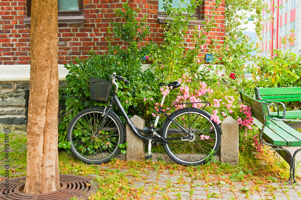 Scandinavian biking lifestyle with black bike, pink roses and red brick wall of house