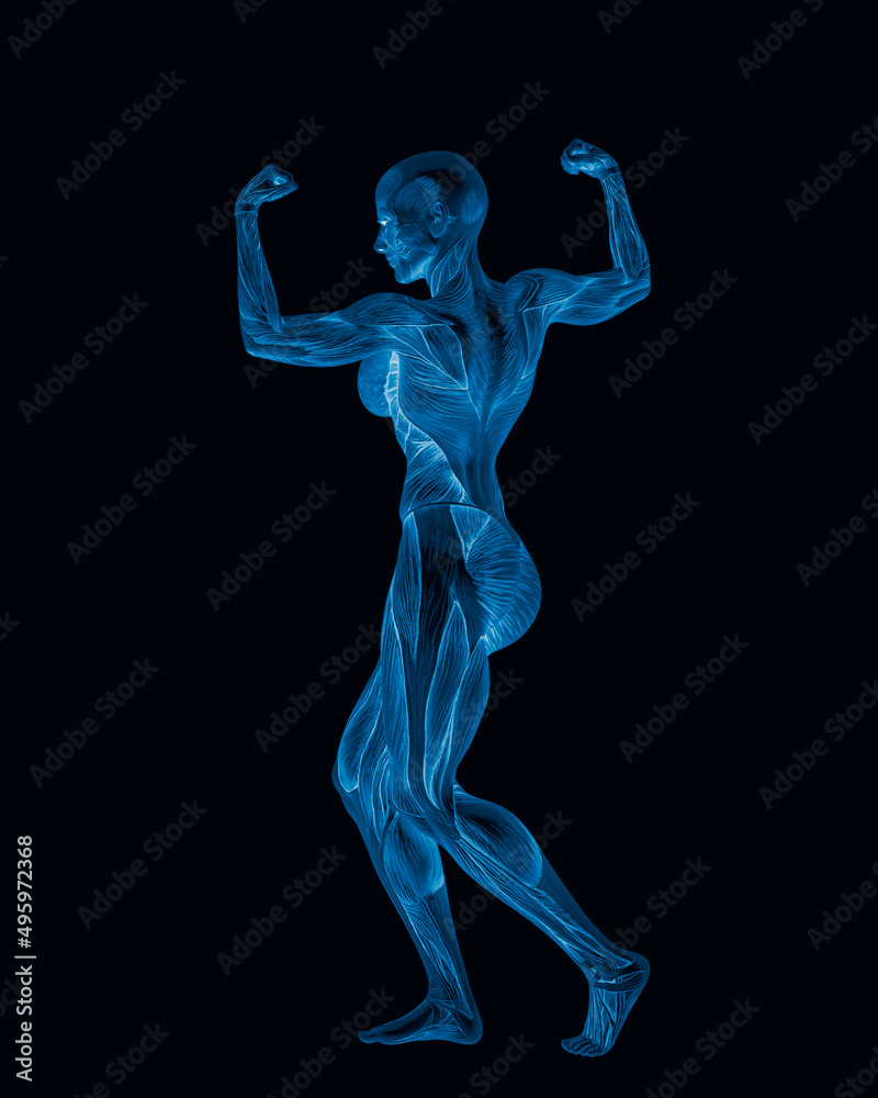 female bodybuilding in muscle maps is doing a bodybuilder pose one in white background close up view female bodybuilding in muscle maps is doing a bodybuilder pose one in white background close up view