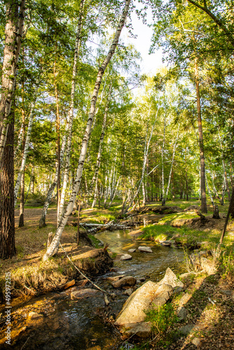 stream in the forest