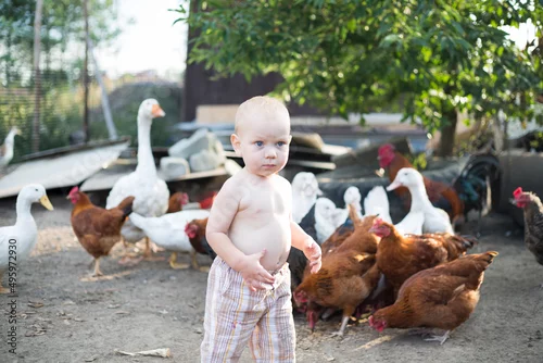 Obraz dzieci i zwierzęta - chłopiec karmi kurki i kaczki na wolnym wybiegu