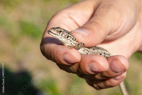 hand holding a lizard